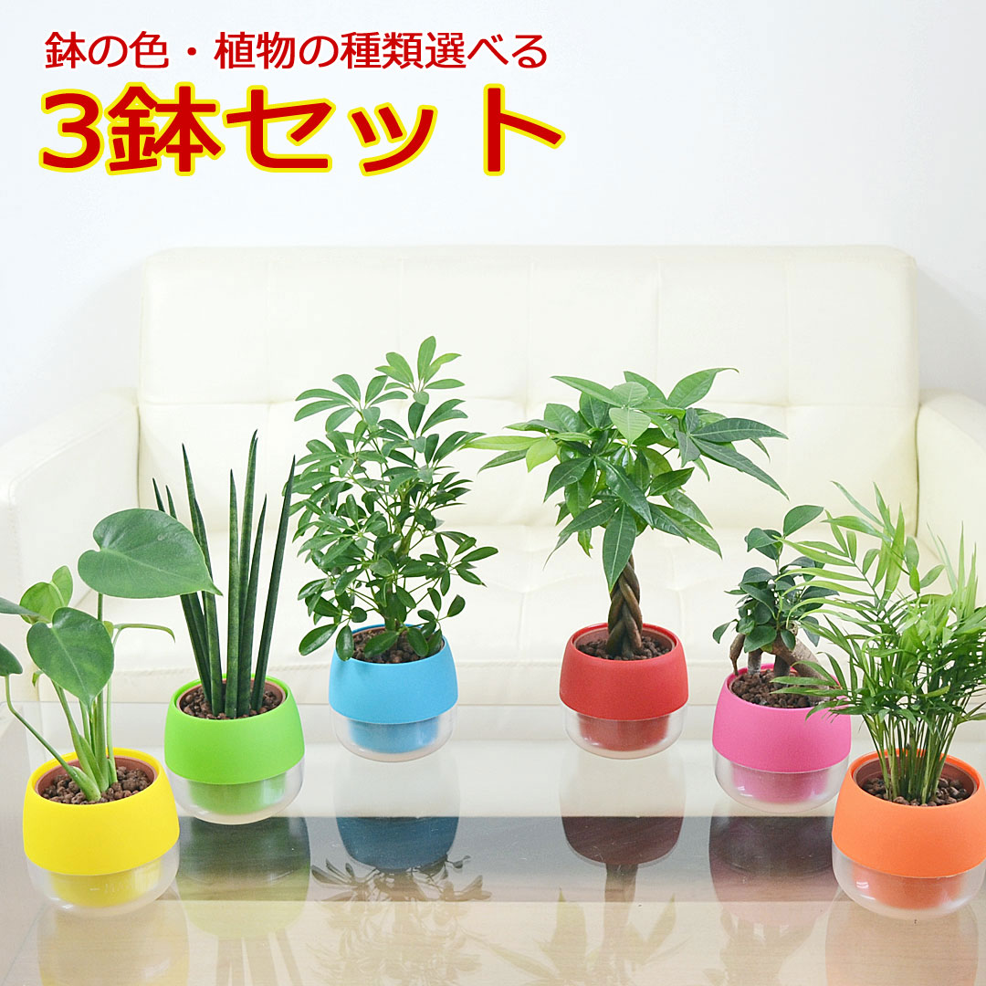 観葉植物の販売 ギフトならフラワーコーポレーション Topページ