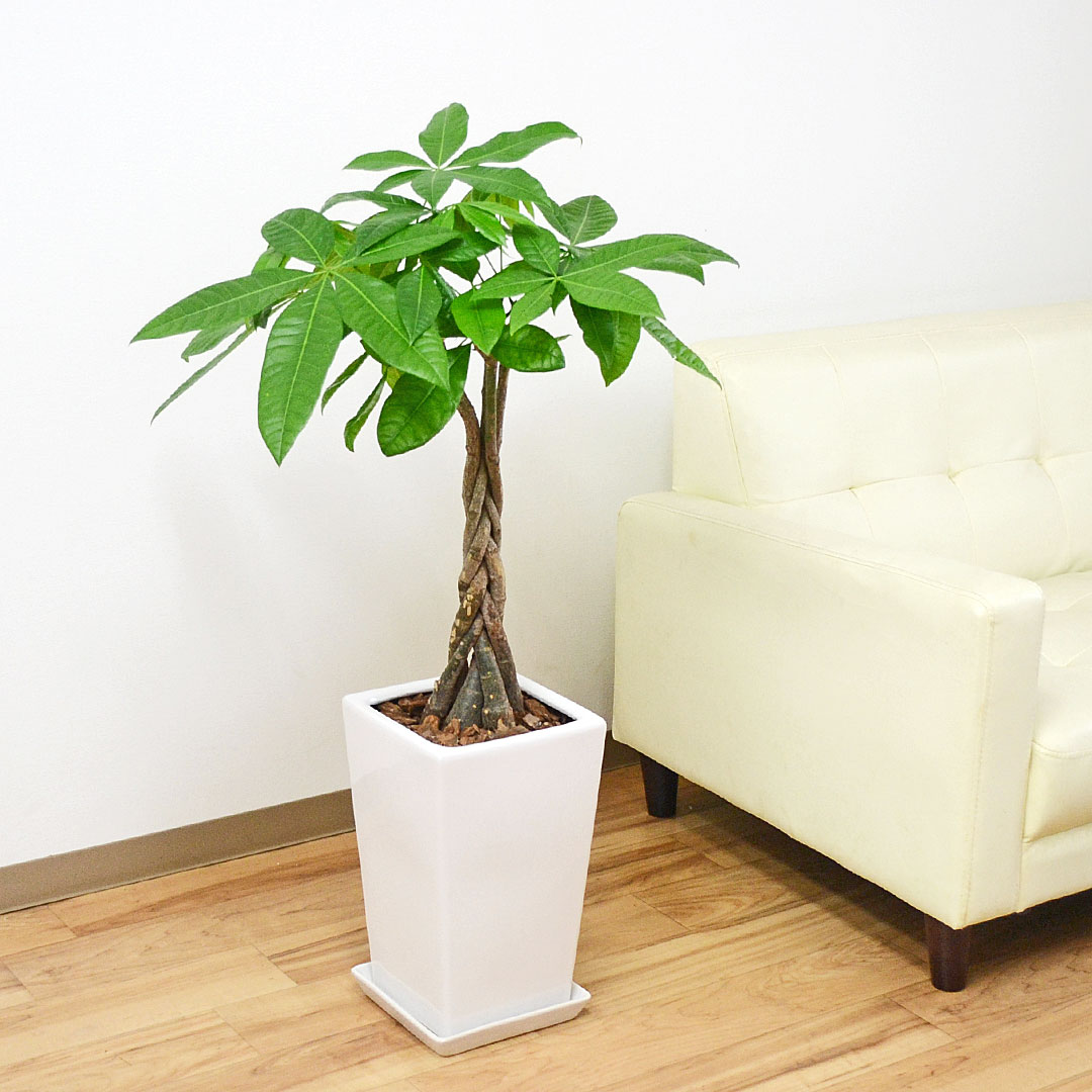 観葉植物 パキラ 発財樹 陶器鉢 スクエア 7号 ホワイト 白 本物 おしゃれ