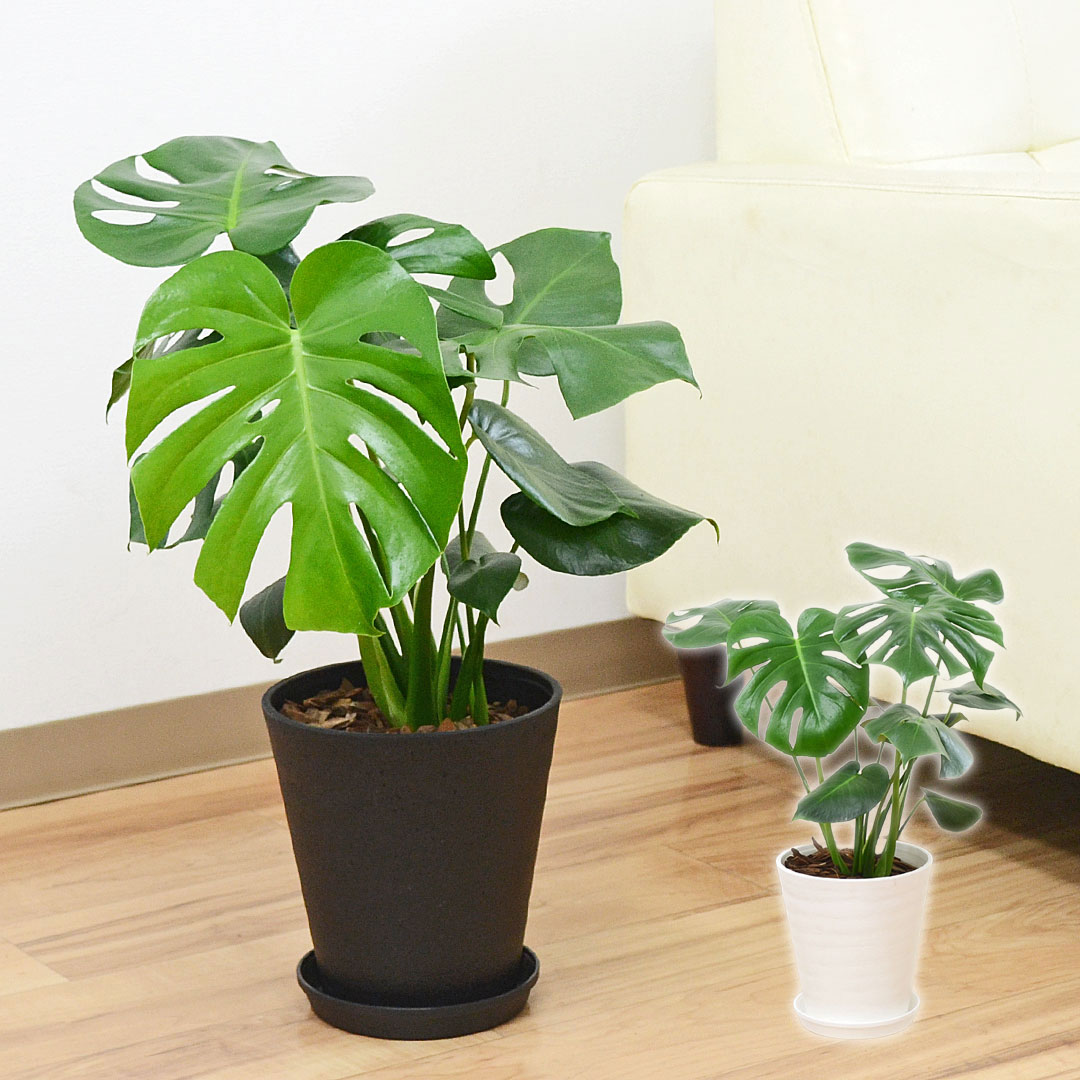 観葉植物 モンステラ セラアート鉢 6号 ホワイト ブラック セラート鉢