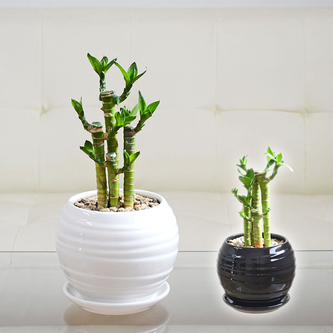 観葉植物 キングバンブー ミリオンバンブー ミニ 陶器鉢 ボール形