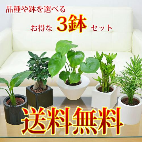 【送料無料】観葉植物ミニ ハイドロカルチャースタイリッシュ陶器鉢付き 3鉢セット