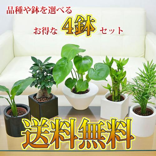 【送料無料】観葉植物ミニ ハイドロカルチャースタイリッシュ陶器鉢付き 4鉢セット