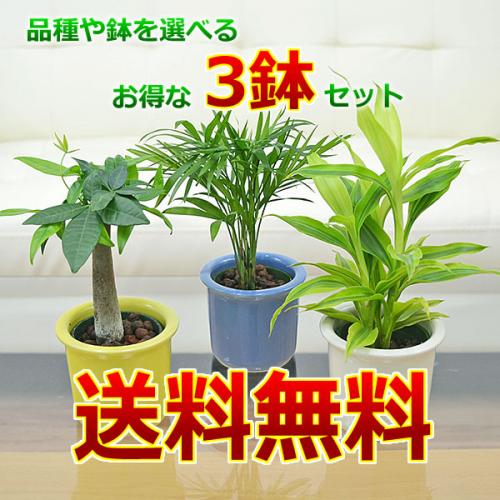 【送料無料】観葉植物ミニ ハイドロカルチャー パステルカラー陶器鉢付き 3鉢セット