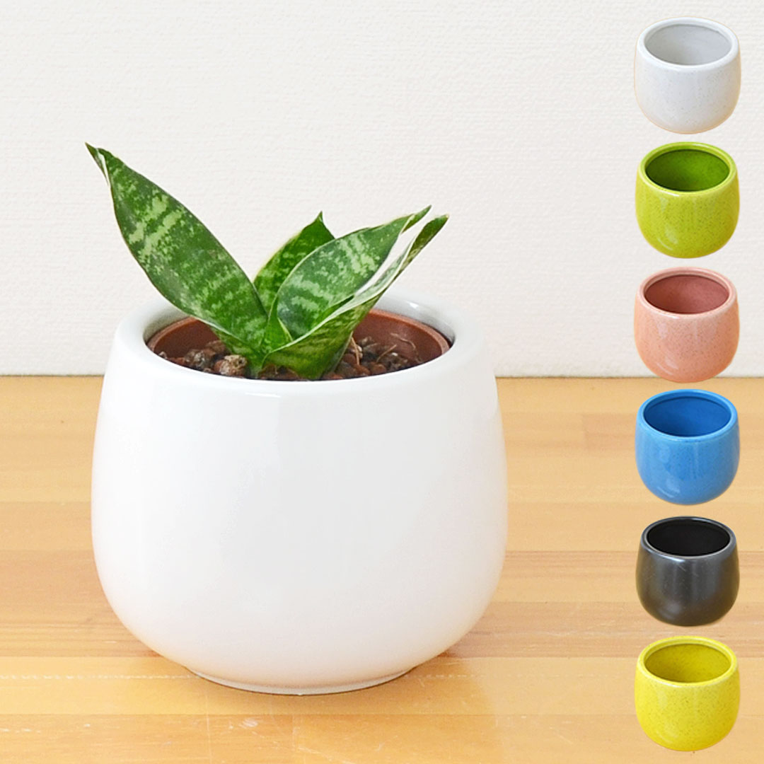 観葉植物 ミニ サンスベリア グリーンハニー ハイドロカルチャー 陶器鉢付き