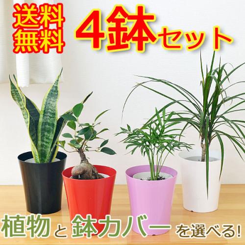 【送料無料】選べる観葉植物 4鉢セット 鉢カバー付き