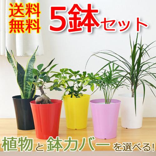 【送料無料】選べる観葉植物 5鉢セット 鉢カバー付き