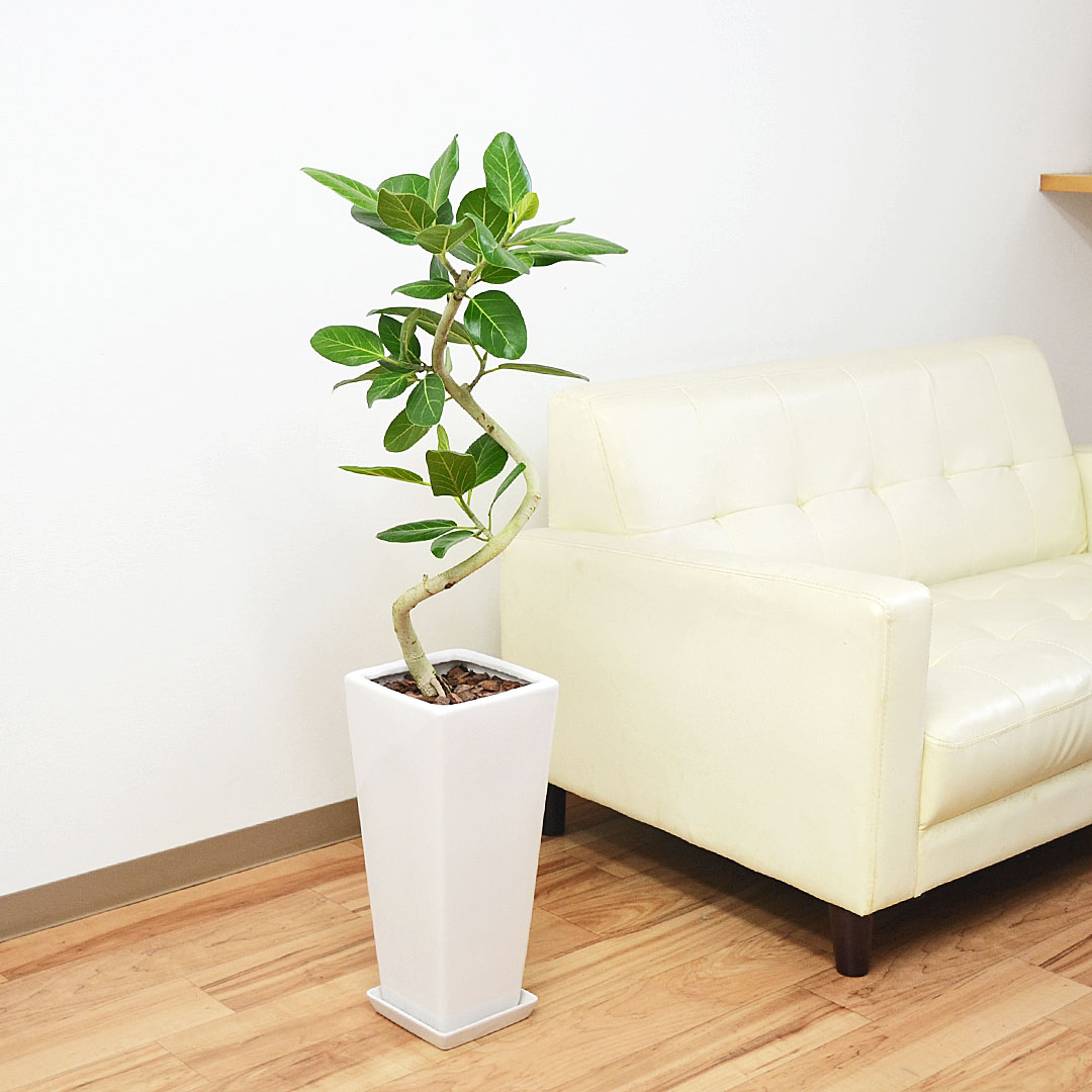 観葉植物 フィカス ベンガルゴム 曲がり仕立て 陶器鉢植え ロング
