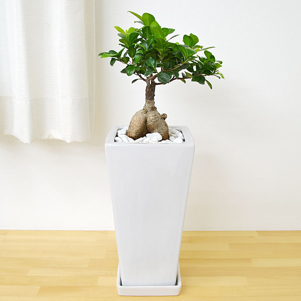 観葉植物 ガジュマル(多幸の木) スクエア陶器鉢植え