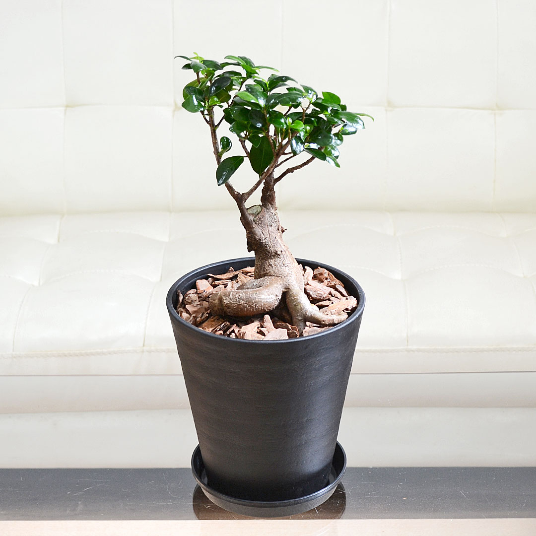 観葉植物 ガジュマル 多幸の木 おしゃれ お祝い 6号セラート鉢