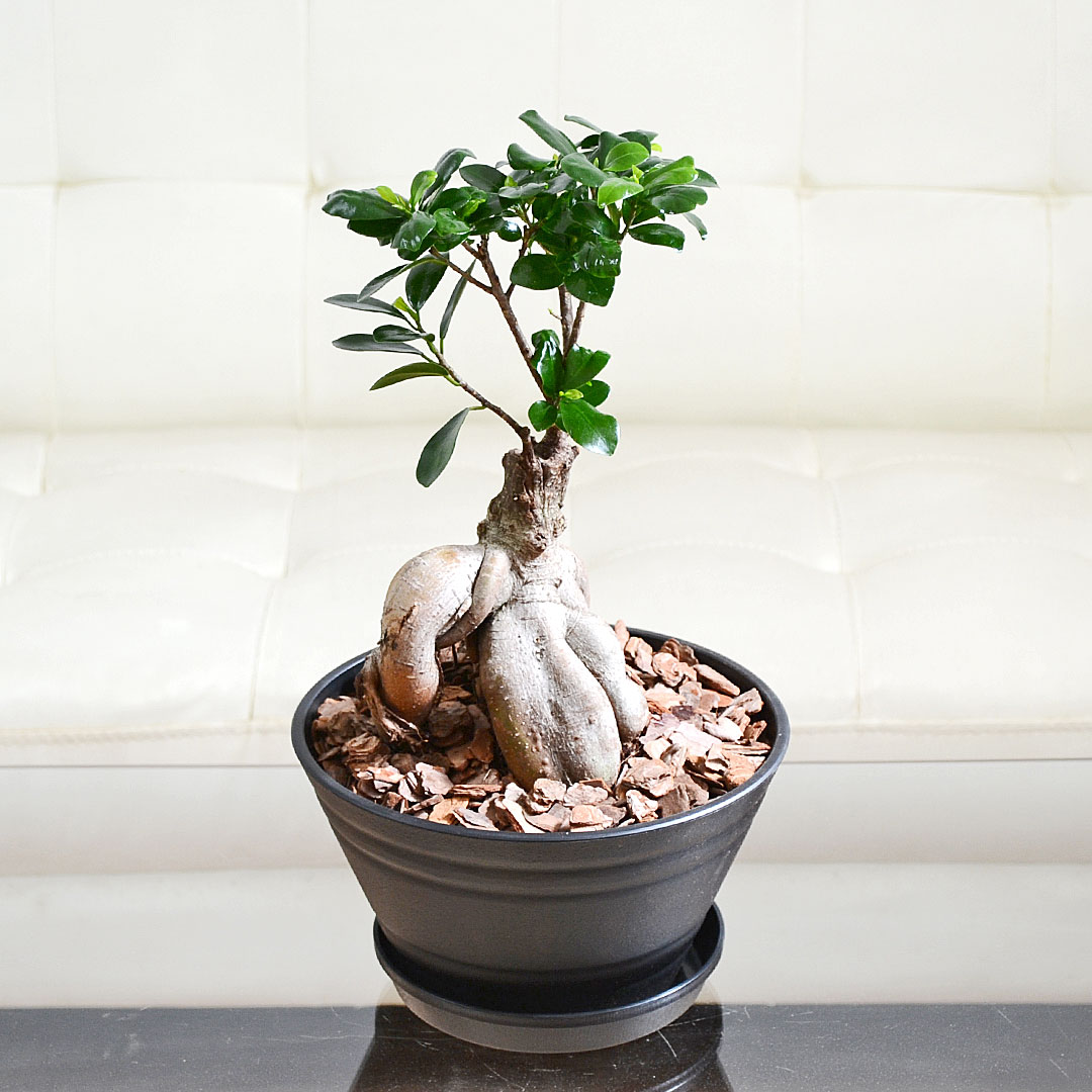 観葉植物 ガジュマル 多幸の木 セラート すり鉢 ブラック
