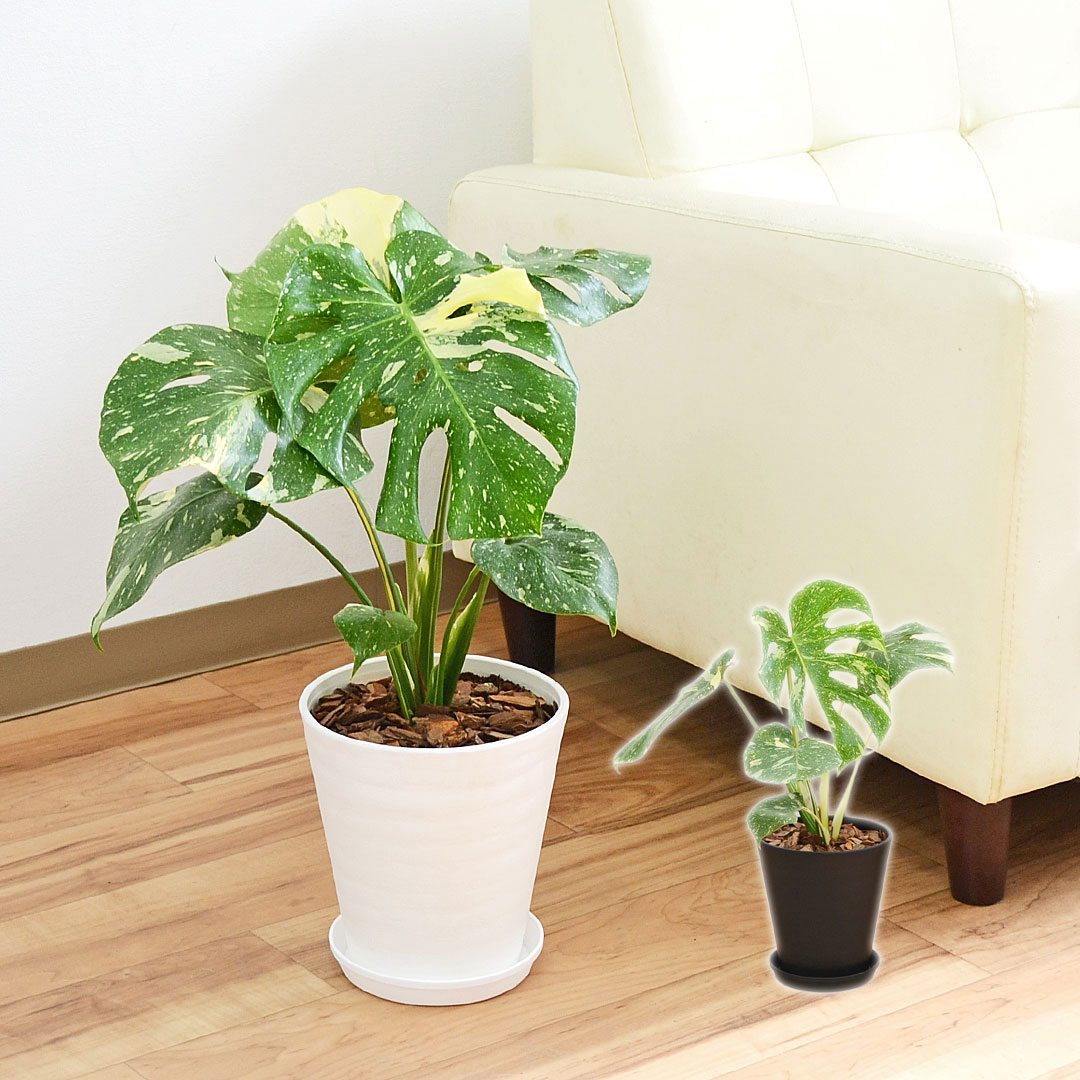 観葉植物 モンステラ タイコンステレーション 斑入り デリシオーサ セラアート鉢 6号