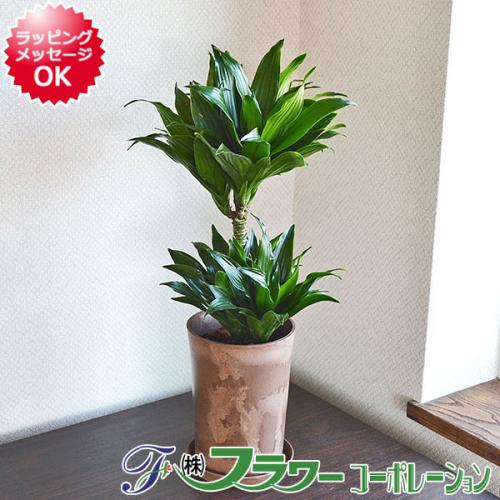 【送料無料】観葉植物 ドラセナ・コンパクタ エコ鉢