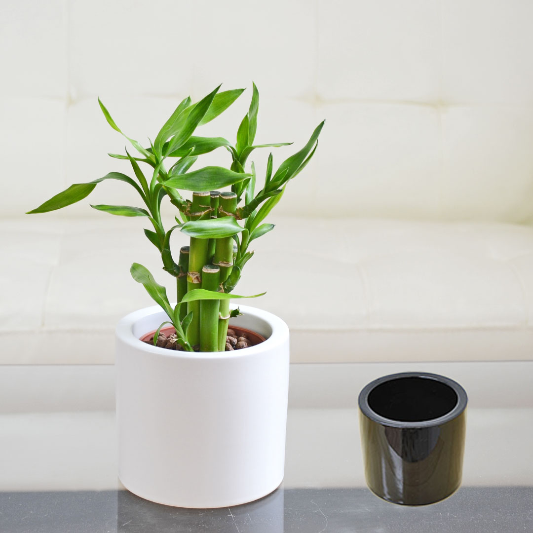 観葉植物 ミニ ミリオンバンブー ハイドロカルチャー モノトーン陶器鉢付き