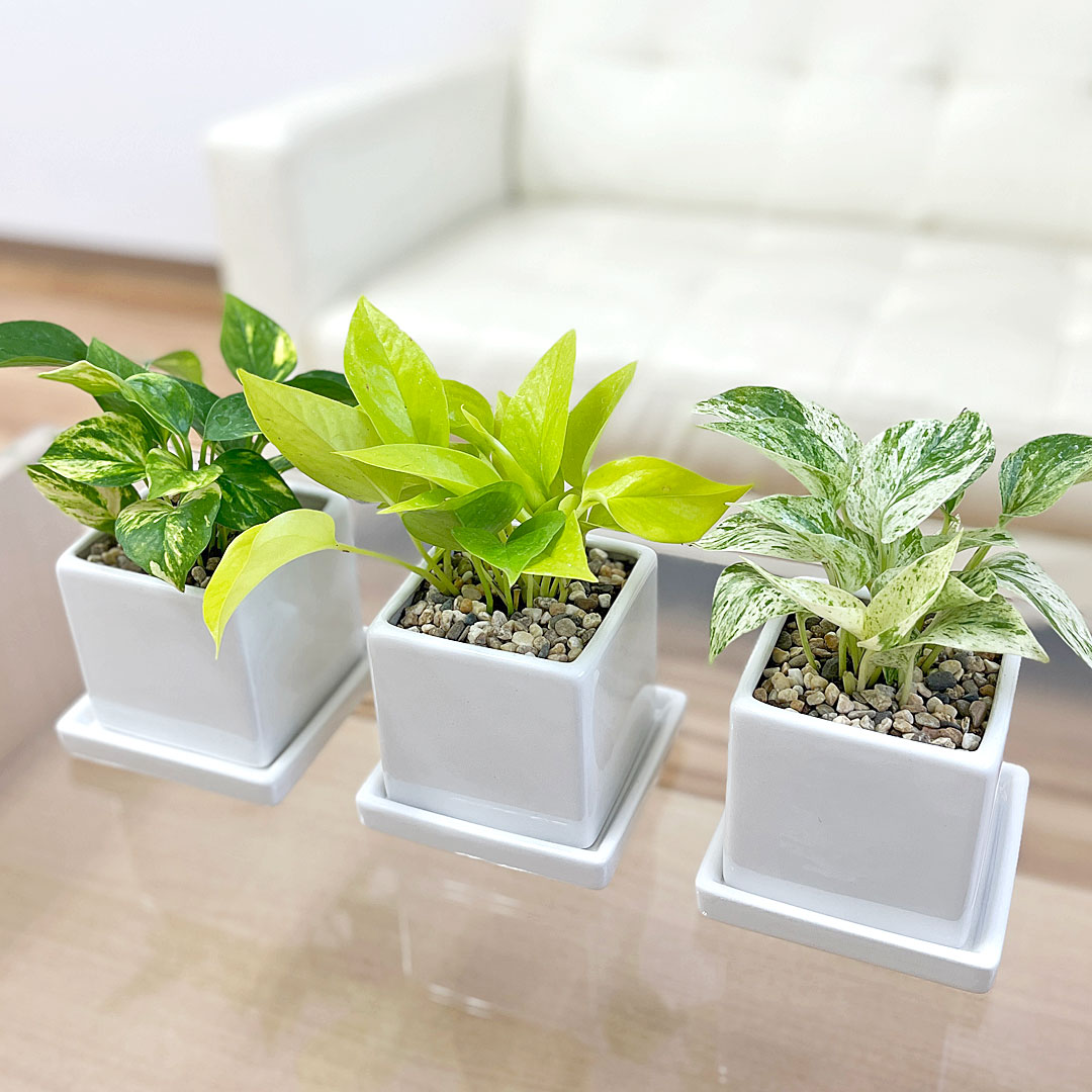 観葉植物 ポトス 3種類 3鉢セット 陶器鉢植え ホワイト オオゴンカズラ