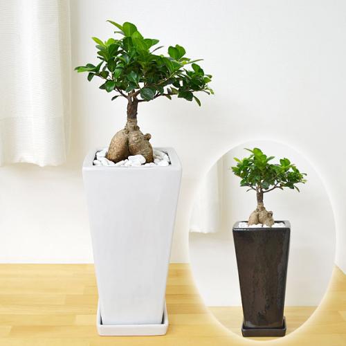 【送料無料】観葉植物 ガジュマル(多幸の木) スクエア陶器鉢植え