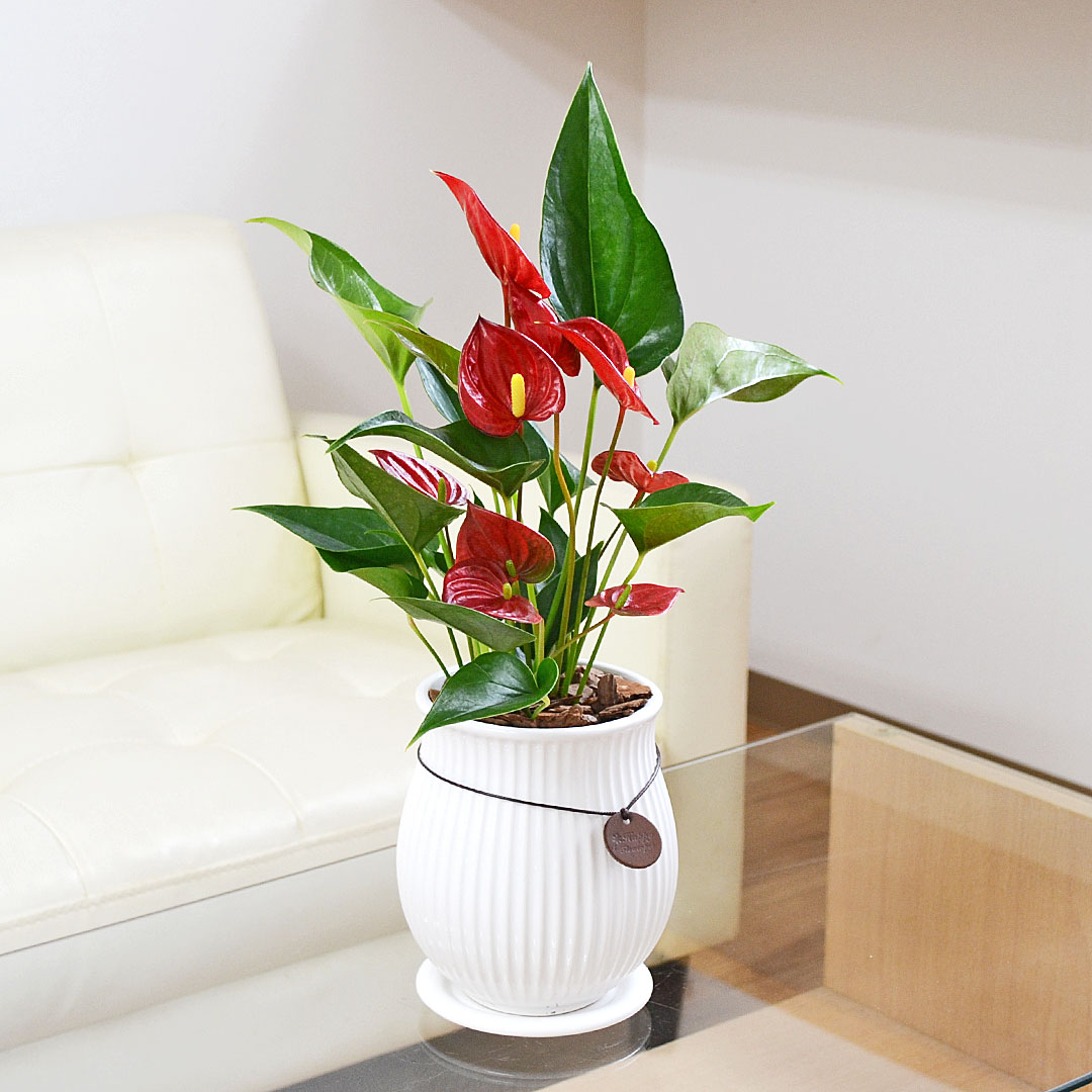 観葉植物 アンスリウム アンスリューム きらら 陶器鉢 タグ付き 4号