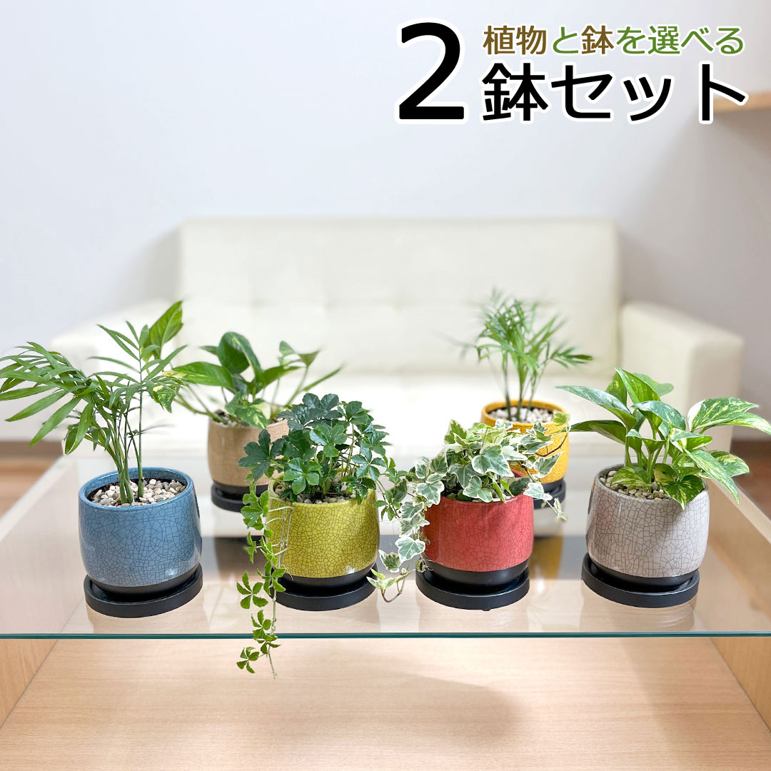 観葉植物の販売・ギフトならフラワーコーポレーション / 観葉植物 種類選べる ボール形陶器鉢植え 2鉢セット