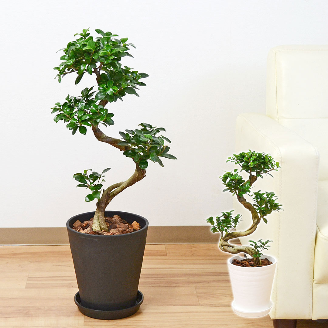 観葉植物 ガジュマル 多幸の木 曲がり仕立て セラート 7号