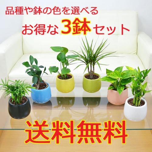 【送料無料】観葉植物ミニ ハイドロカルチャー陶器鉢付き 3鉢セット