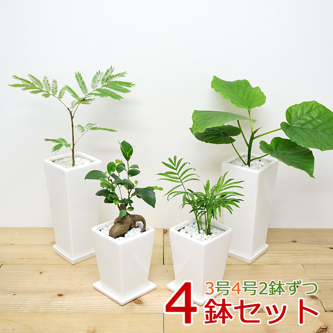 【送料無料】観葉植物 3号 4号 スクエア陶器鉢植え 4鉢セット
