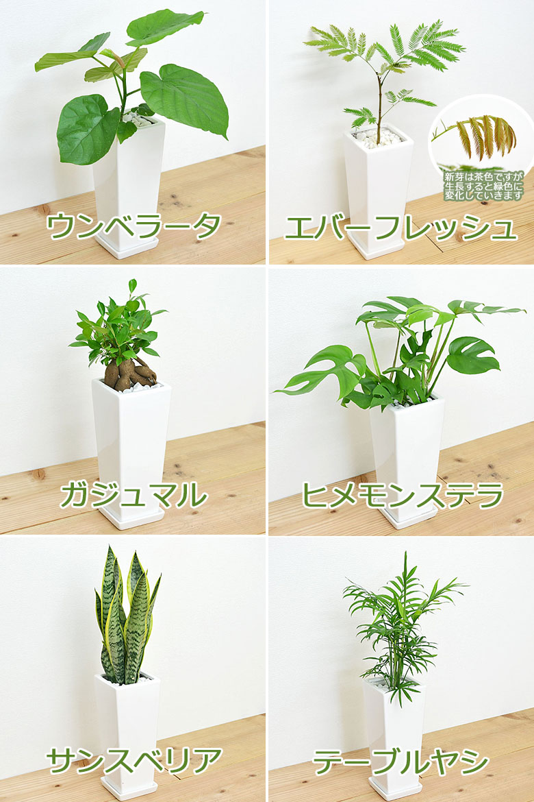 観葉植物の販売・ギフトならフラワーコーポレーション / 【送料無料】観葉植物 4号スクエア陶器鉢植え 4鉢セット