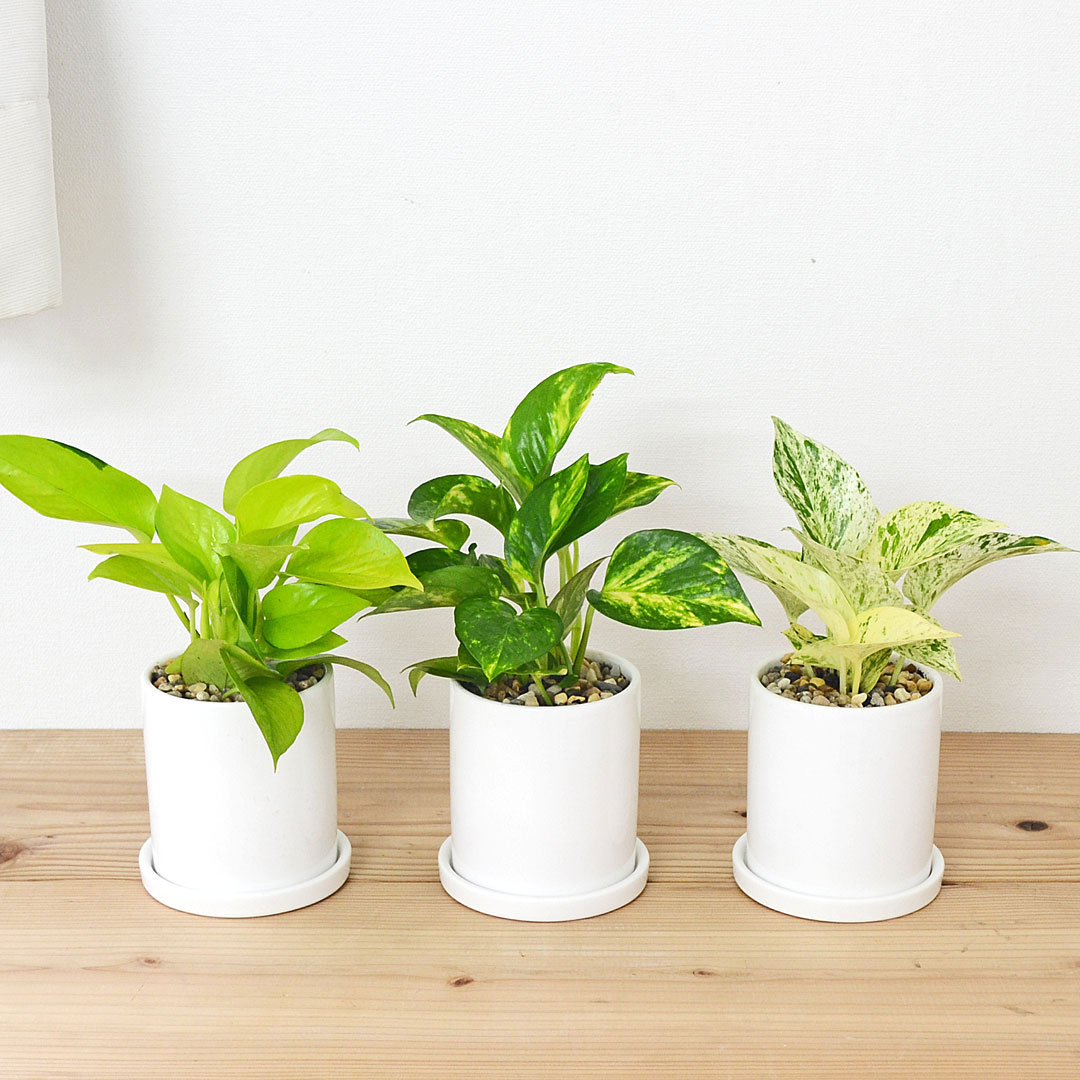観葉植物 ポトス 3種類 3鉢セット 円柱形陶器鉢 オウゴンカズラ