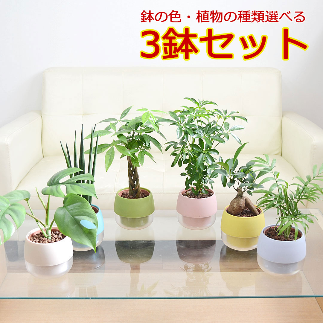 【送料無料】ミニ観葉植物 ハイドロカルチャー 水位のわかる鉢付き 3鉢セット