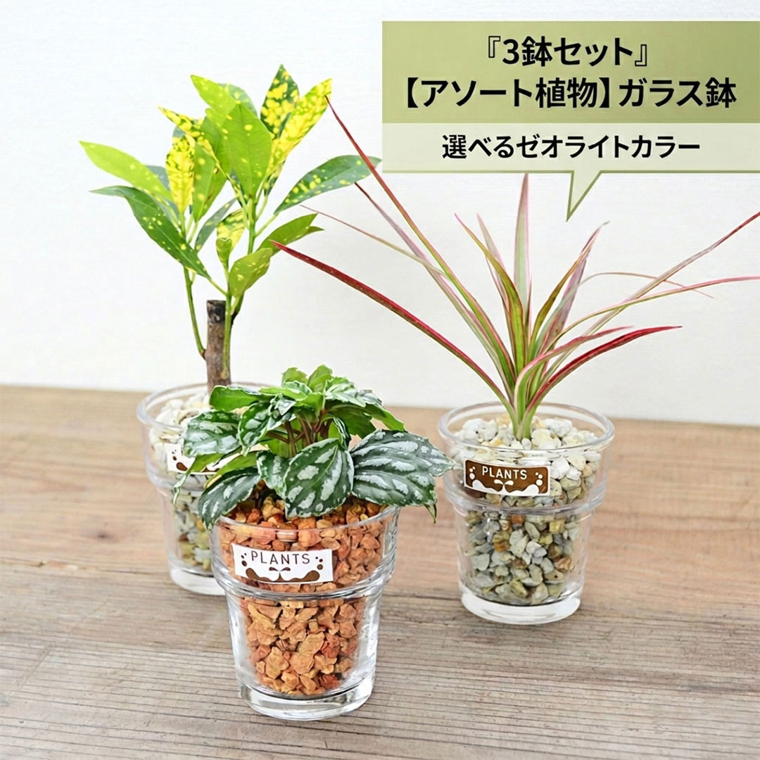 3鉢セット
