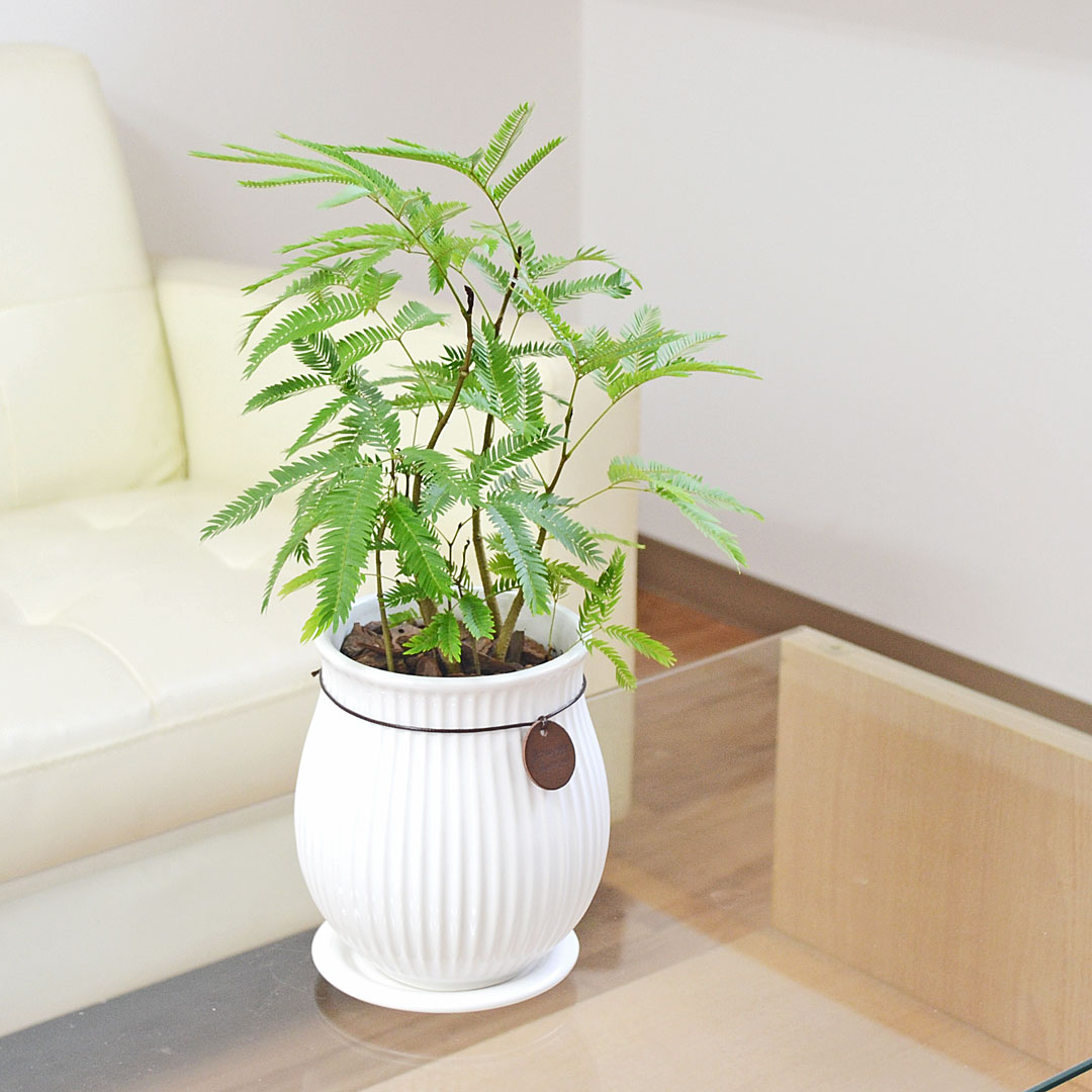 観葉植物 エバーフレッシュ ネムノキ 陶器鉢 タグ付き 4号 ホワイト 白