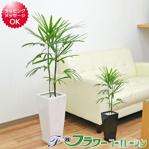 観葉植物 棕櫚竹(シュロチク) ロングスクエア陶器鉢植え 7号
