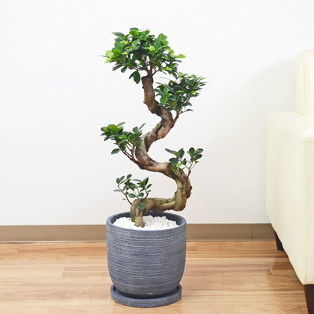 観葉植物 ガジュマル 曲がり仕立て セメント鉢 ブルーグレー 7号 ラウンド