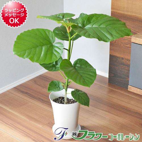 観葉植物 フィカス・ウンベラータ(ゴム) 6号