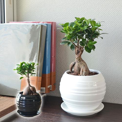 観葉植物 ガジュマル 多幸の木 ボール形陶器鉢 ホワイト ブラック