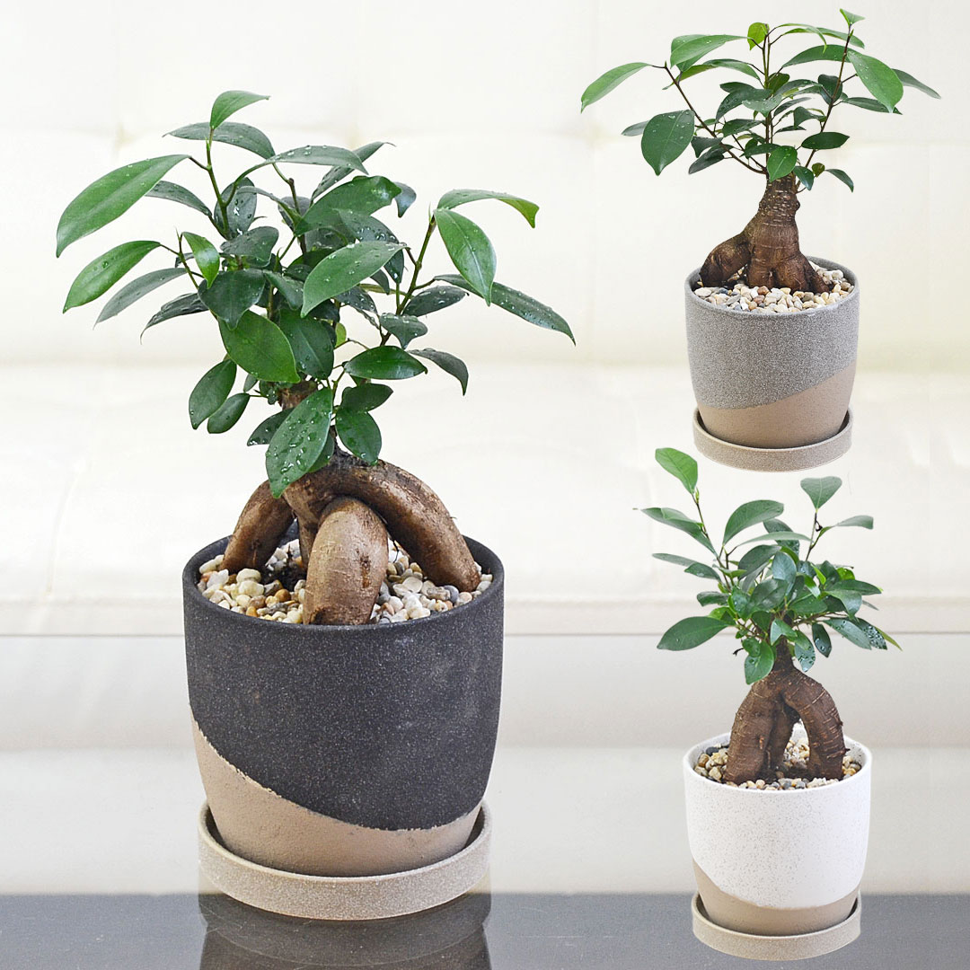 観葉植物 ガジュマル 多幸の木 ゴム フィカス 4号 陶器鉢 レヒーポット