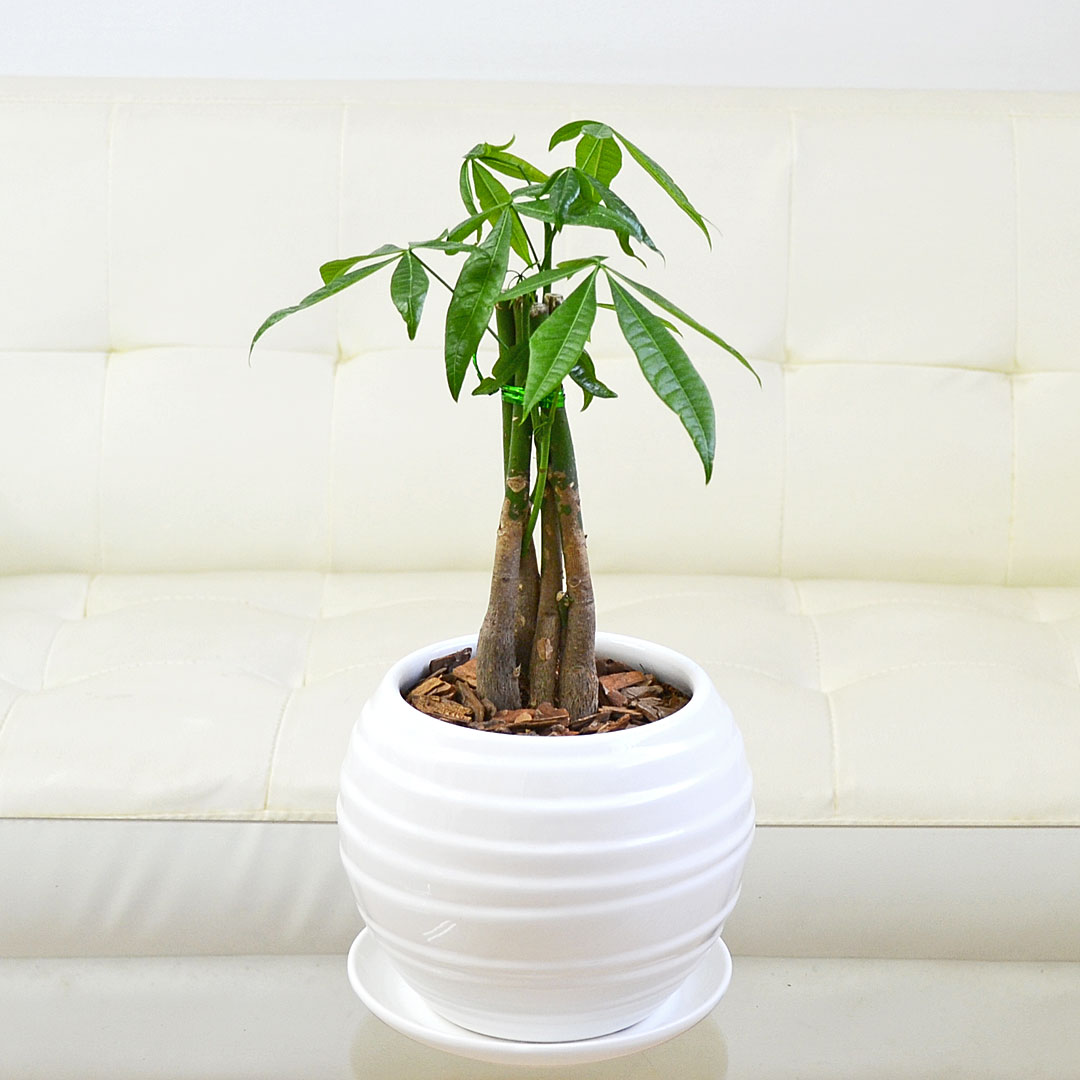 観葉植物 パキラ編み込み ボール型陶器鉢植え