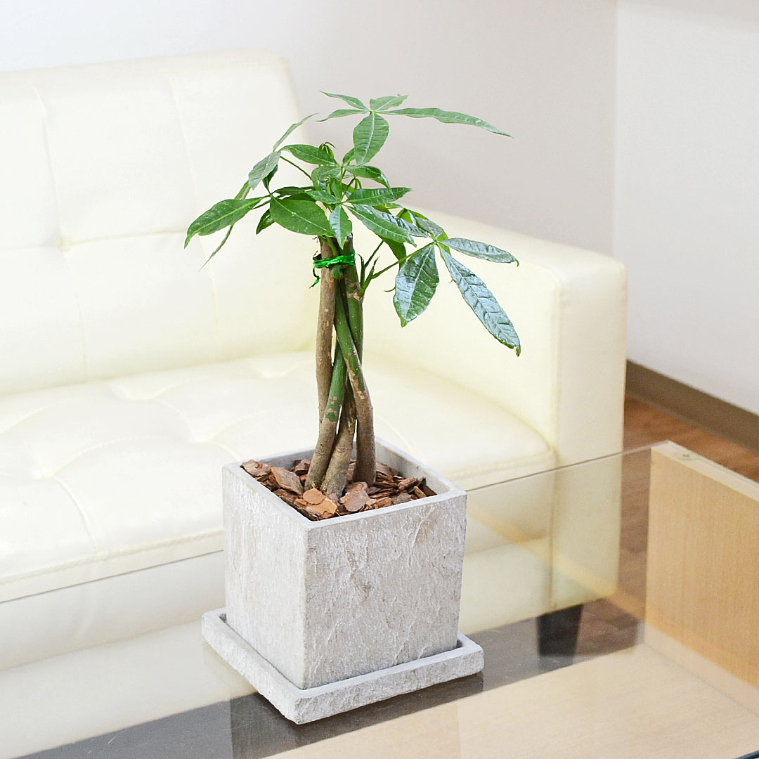 観葉植物 パキラ 編み込み セメント鉢 コンクリート キューブ