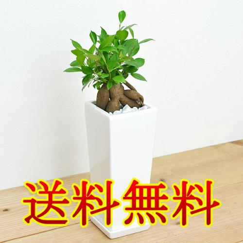 【送料無料】観葉植物 ガジュマル スクエア陶器鉢植え