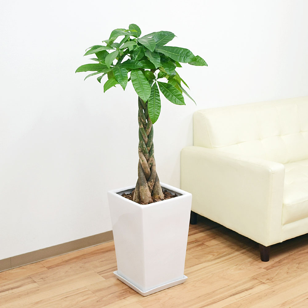 観葉植物 編み込みパキラ スクエア陶器鉢植え 8号サイズ