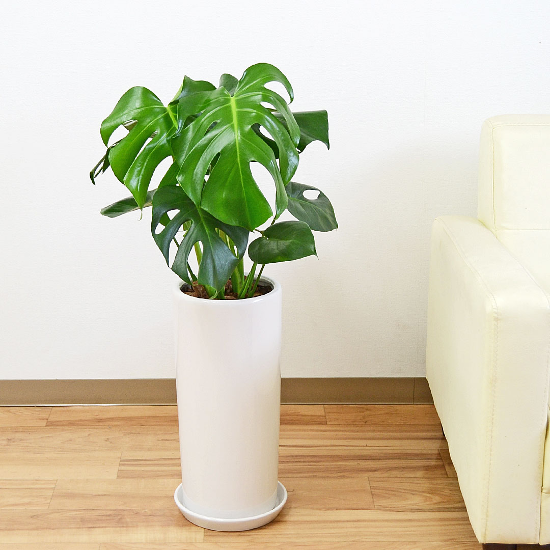 観葉植物 モンステラ 円柱形陶器鉢植え 7号サイズ