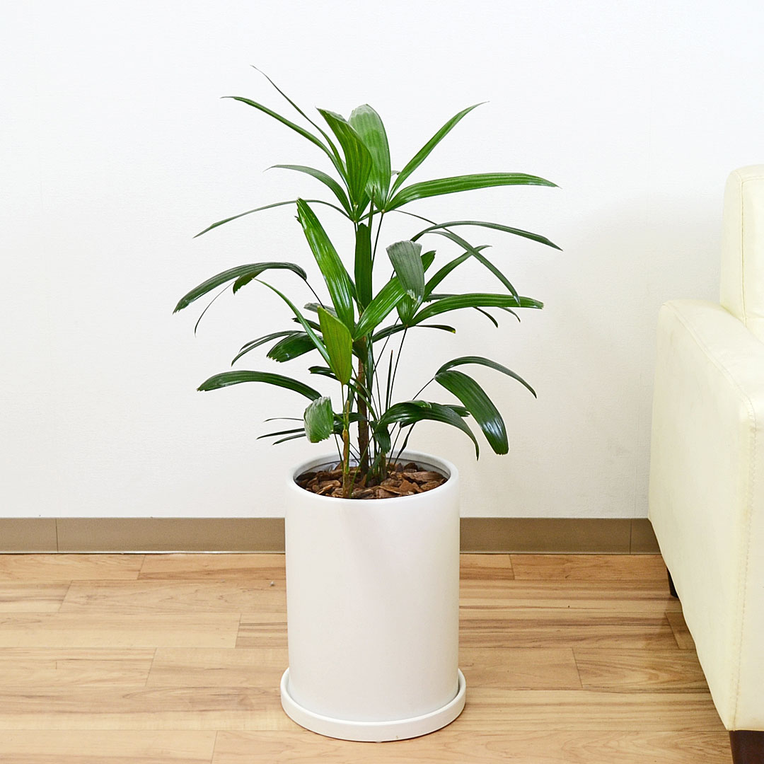 観葉植物 観音竹 カンノンチク ヤシ 陶器鉢 円柱形 マット ホワイト