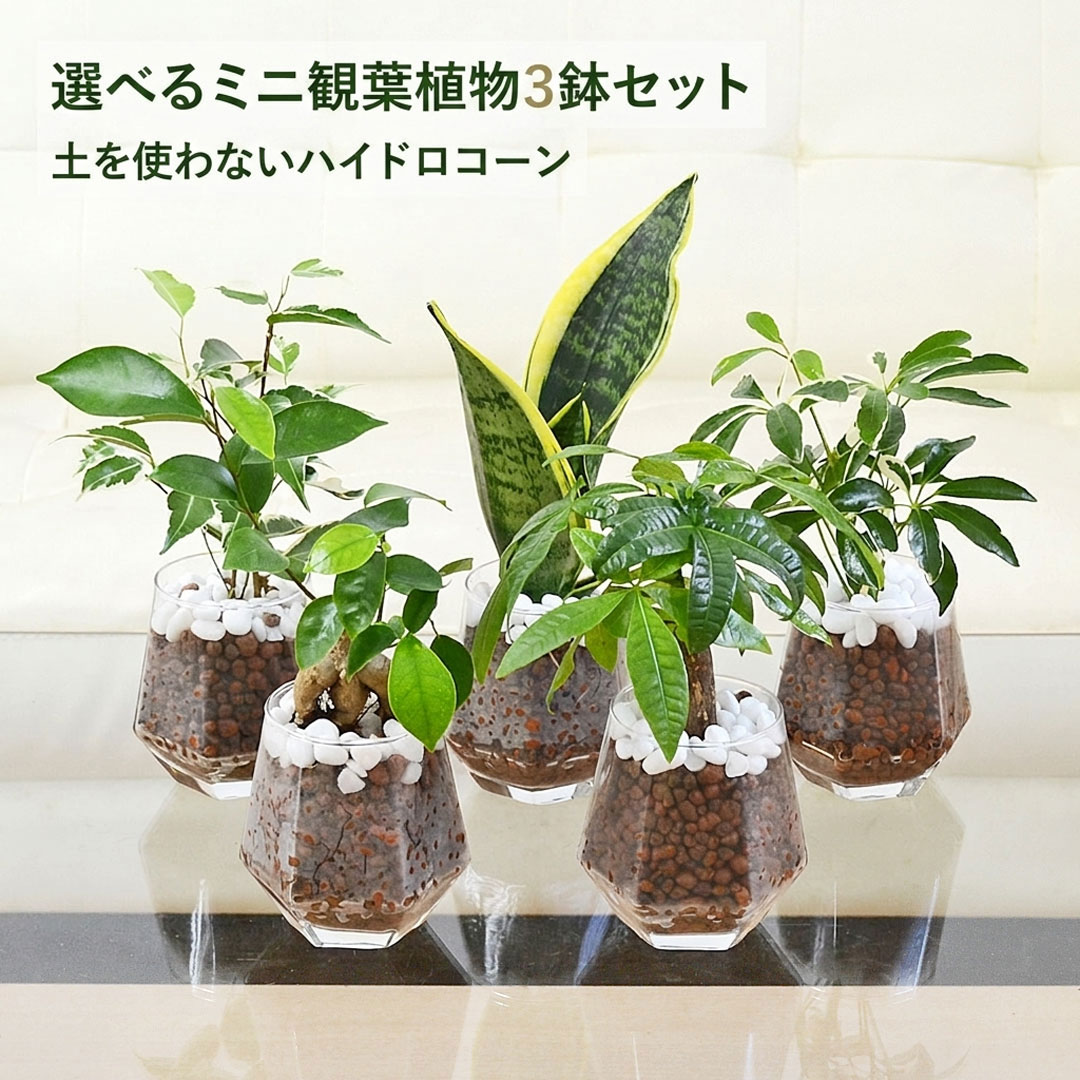 観葉植物ミニ ハイドロカルチャー ヘキサグラス 3鉢セット 種類 選べる