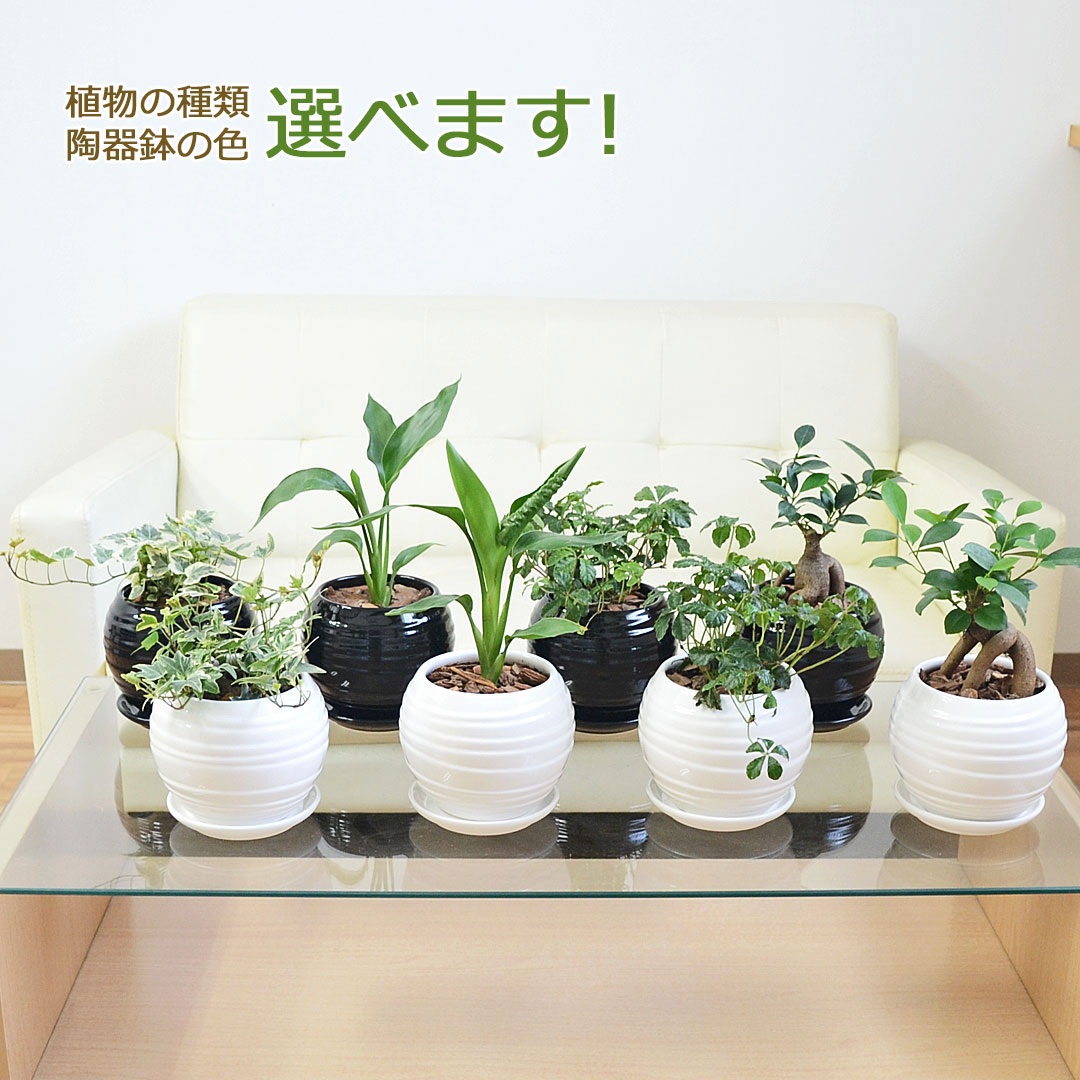 観葉植物 種類選べる ボール形陶器鉢植え