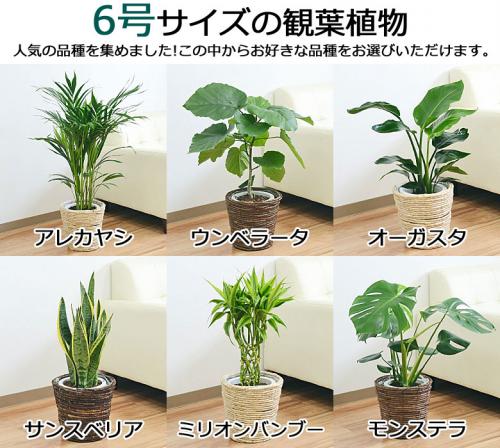【送料無料】選べる観葉植物2鉢セット 6号3号 鉢カバー付き(6号のみ)