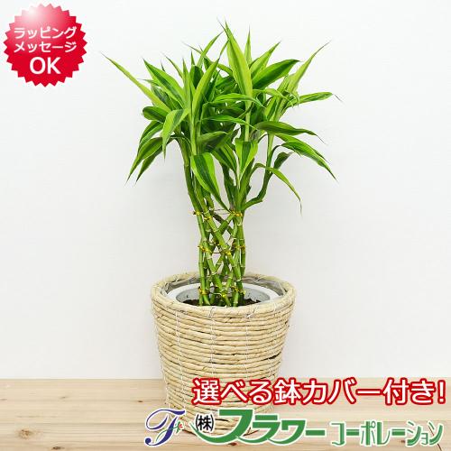【送料無料】観葉植物 万年竹(ミリオンバンブー) 選べる鉢カバー付き 6号サイズ