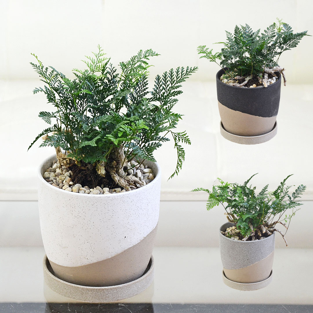 観葉植物 トキワシノブ シダ 猫の手 4号 陶器鉢 レヒーポット