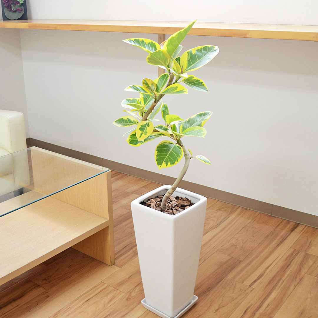 観葉植物 フィカス アルテシーマ らせん曲がり ロングスクエア陶器鉢 7号