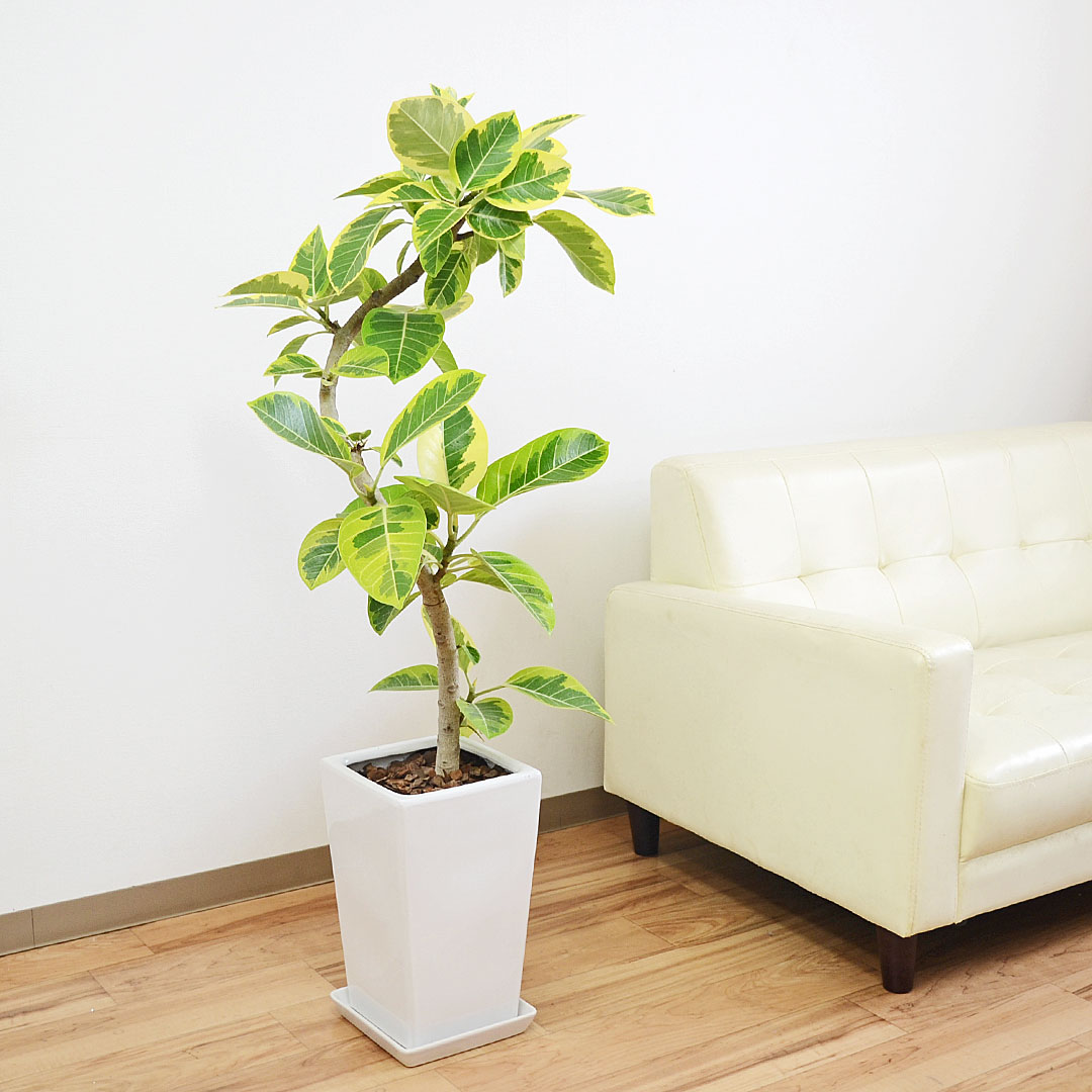 観葉植物 フィカス アルテシーマ アルテシマゴム 曲がり スクエア陶器鉢 7号