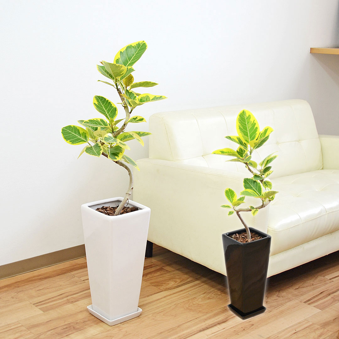 観葉植物 フィカス アルテシーマ らせん曲がり ロングスクエア陶器鉢 7号