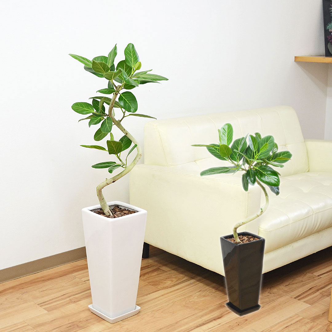 観葉植物 フィカス ベンガルゴム 曲がり仕立て 陶器鉢植え ロング