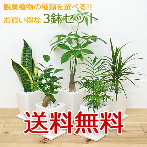 【送料無料】観葉植物 3号スクエア陶器鉢植え 3鉢セット